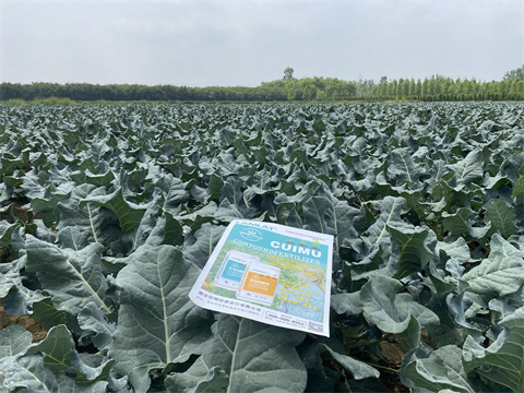 水溶肥廠家,翠姆,花椰菜種植 水溶肥廠家,翠姆,花椰菜種植