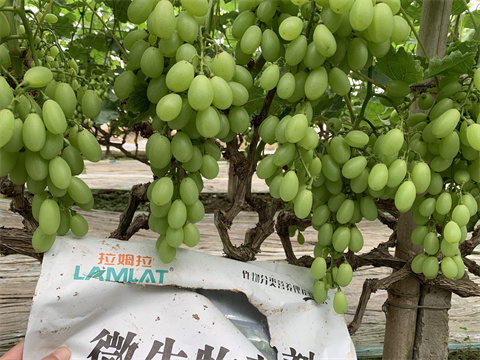 水溶肥品牌,翠姆,葡萄水溶肥 水溶肥品牌,翠姆,葡萄水溶肥