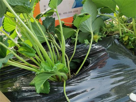 水溶肥廠家,翠姆,草莓種植 水溶肥廠家,翠姆,草莓種植