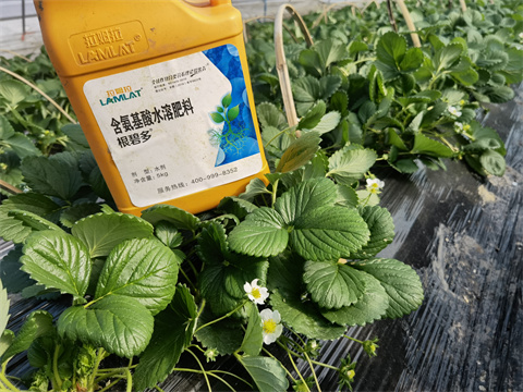 水溶肥廠家,翠姆,草莓種植 水溶肥廠家,翠姆,草莓種植
