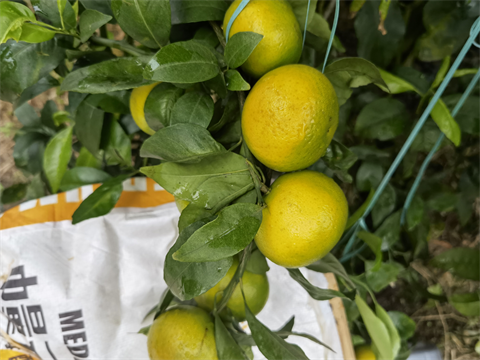 水溶肥,翠姆,柑橘種植 水溶肥,翠姆,柑橘種植