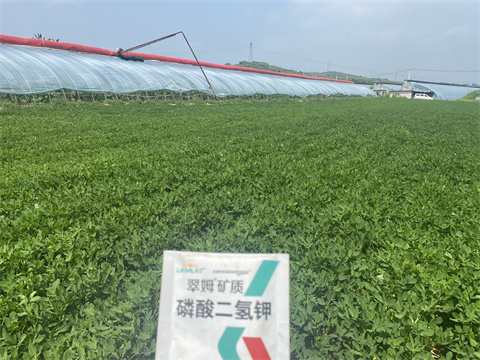 水溶肥,翠姆,花生種植 水溶肥,翠姆,花生種植