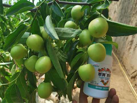 水溶肥,翠姆,冬棗種植 水溶肥,翠姆,冬棗種植