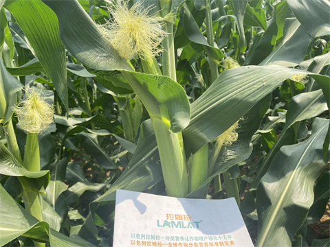 進(jìn)口水溶肥,翠姆,拉姆拉 進(jìn)口水溶肥,翠姆,拉姆拉