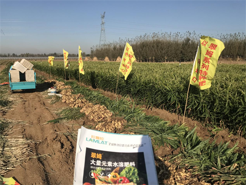 水溶肥,翠姆,大姜水溶肥 水溶肥,翠姆,大姜水溶肥