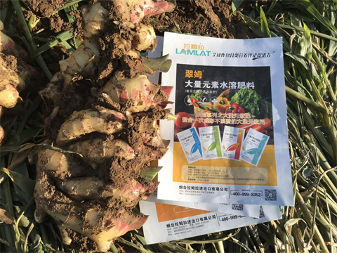 水溶肥,翠姆,大姜水溶肥 水溶肥,翠姆,大姜水溶肥