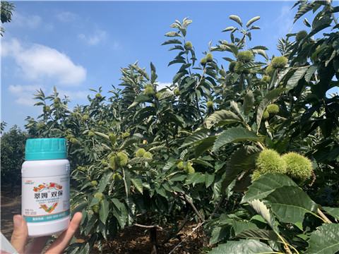 水溶肥品牌,翠姆,板栗葉面肥 水溶肥品牌,翠姆,板栗葉面肥