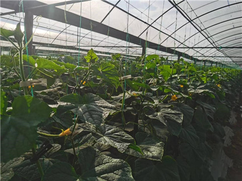 水溶肥,翠姆,黃瓜水溶肥 水溶肥,翠姆,黃瓜水溶肥