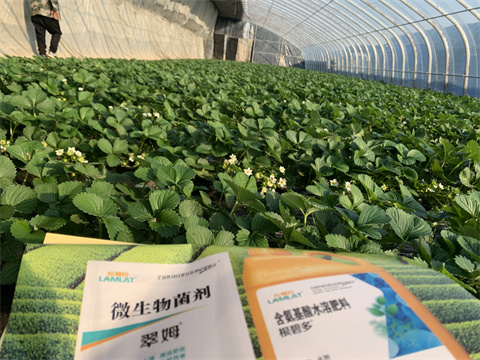 水溶肥價格，翠姆，草莓水溶肥