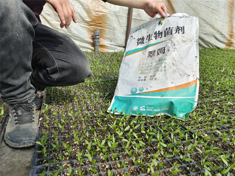 水溶肥,翠姆,辣椒水溶肥 水溶肥,翠姆,辣椒水溶肥