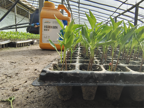 水溶肥,翠姆,辣椒水溶肥 水溶肥,翠姆,辣椒水溶肥