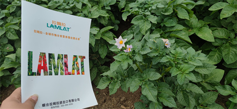 水溶肥,翠姆,馬鈴薯種植 水溶肥,翠姆,馬鈴薯種植