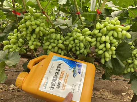 水溶肥,翠姆.葡萄種植 水溶肥,翠姆.葡萄種植