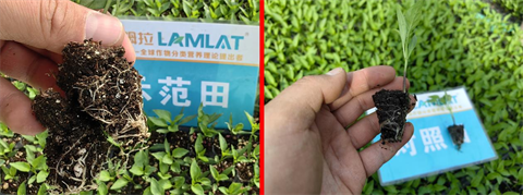 水溶肥,翠姆,拉姆拉 水溶肥,翠姆,拉姆拉