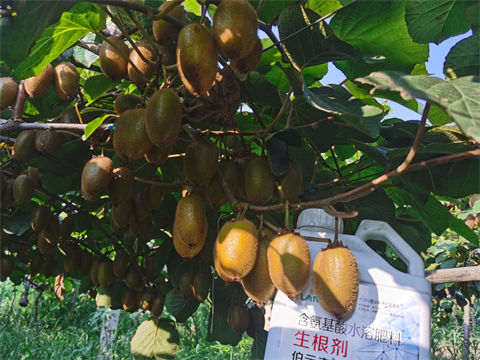 水溶肥,拉姆拉,獼猴桃種植 水溶肥,拉姆拉,獼猴桃種植