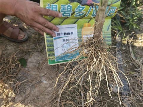 水溶肥,翠姆,辣椒種植 水溶肥,翠姆,辣椒種植