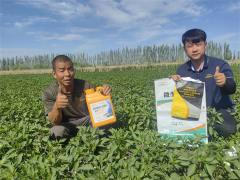 辣椒種植,水溶肥,翠姆 辣椒種植,水溶肥,翠姆