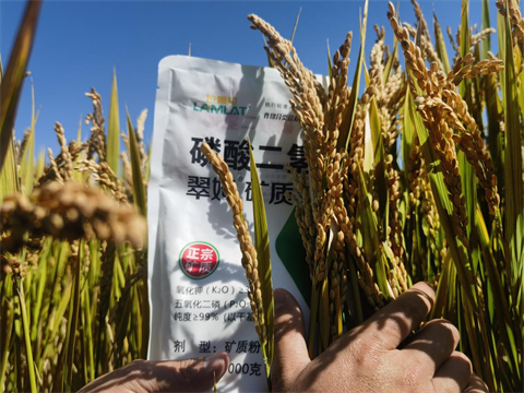 葉面肥廠家,水稻種植,翠姆磷酸二氫鉀 葉面肥廠家,水稻種植,翠姆磷酸二氫鉀