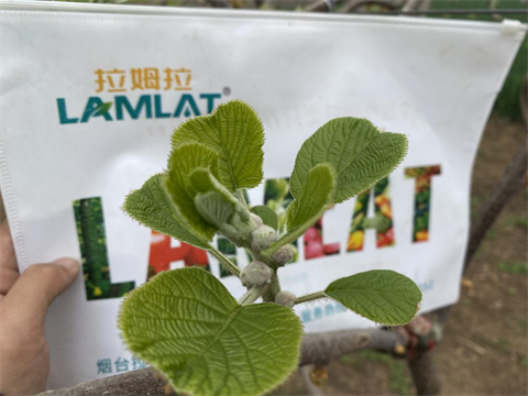 進口水溶肥,獼猴桃施肥,伯示麥水溶肥 進口水溶肥,獼猴桃施肥,伯示麥水溶肥