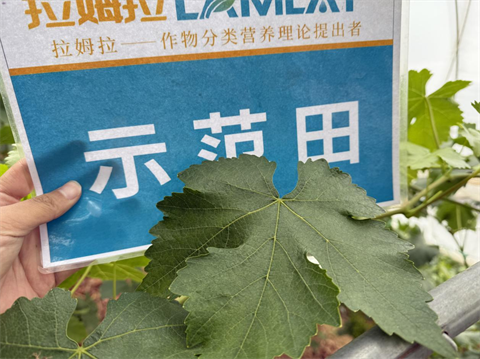 水溶肥廠家,葡萄種植,拉姆拉滴灌級(jí)特種肥