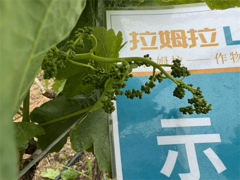 水溶肥廠家,葡萄種植,拉姆拉滴灌級(jí)特種肥